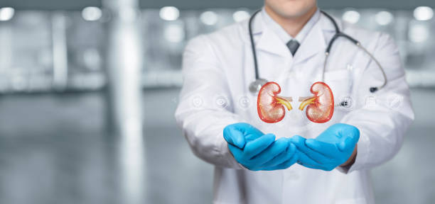 istock Support and treatment of the patient kidneys. 1409751027