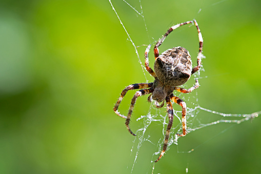 Selective focus of a big spider walking on the clothes at a clothesline