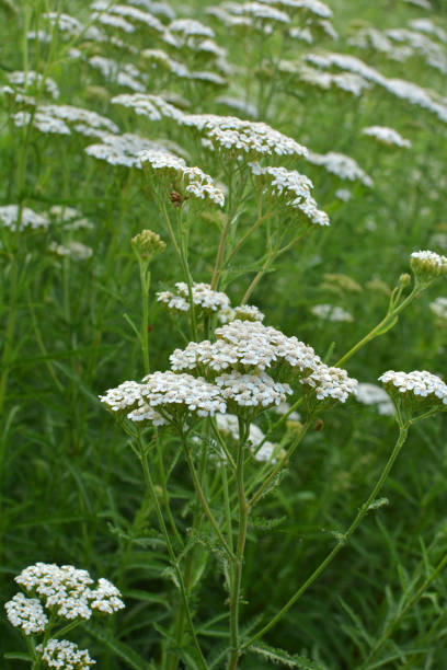 istock Yarrow (Achillea) blooms naturally in the grass 1409751384