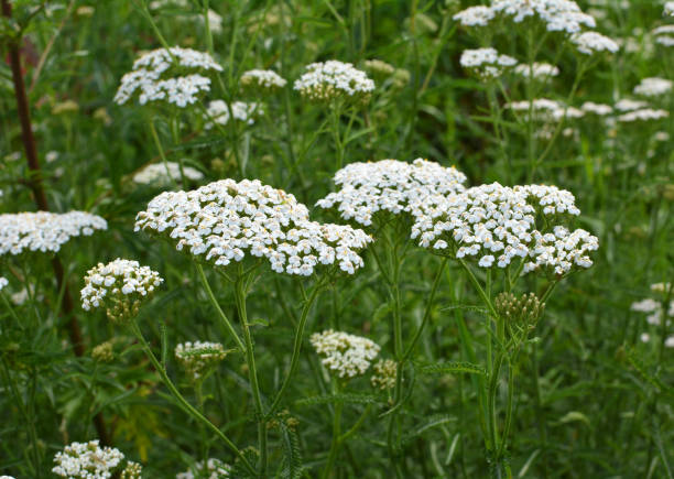 istock Yarrow (Achillea) blooms naturally in the grass 1409751884