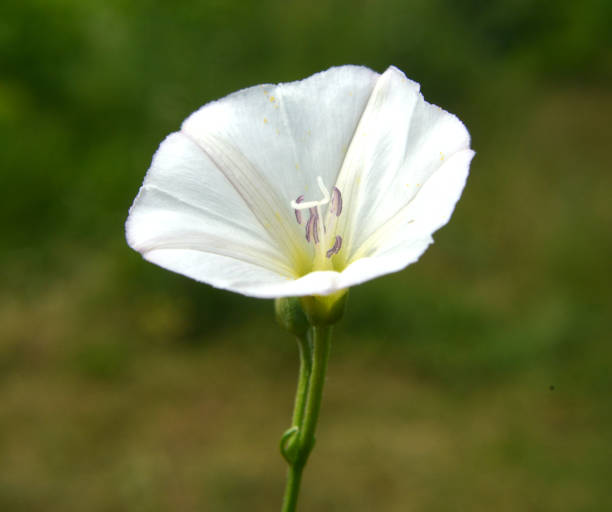 Convolvulus arvensis grows and blooms in the field