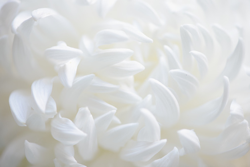 white chrysanthemum macro