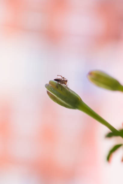 istock lynx spider on a Tagetes Patula plant 1409752252