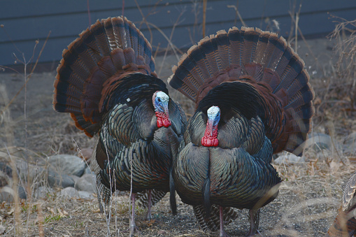 Spring capture of a pair of wild turkey gobblers fanning their tail feathers in a shaded habitat.