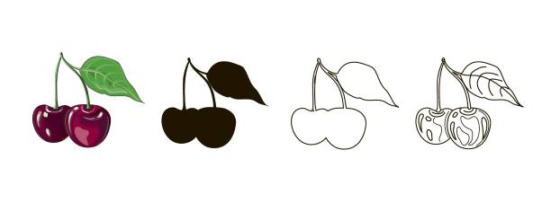 set von vier zeichnungen von kirschen mit blatt - doppelkirsche im cartoon-stil, schwarze silhouette, doodle und umriss. vektorillustration, isoliert auf weißem hintergrund - black cherries stock-grafiken, -clipart, -cartoons und -symbole