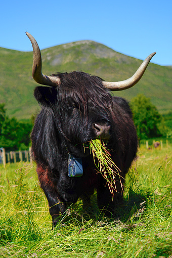 Highland cattle near Laggan dam on a hot summer's day eating green grass.