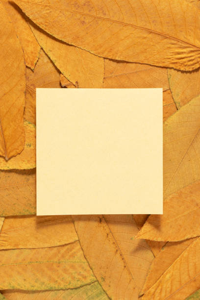 istock Autumn dry yellow leaves background. 1409756866