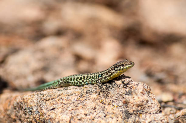 istock A lizard in the forest in the wild is basking in the sun on a stone. 1409757461