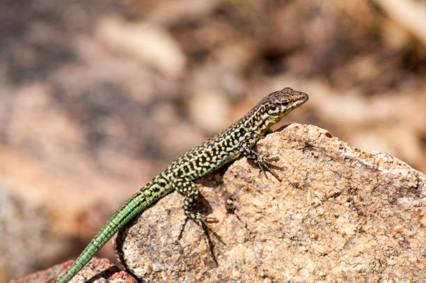 istock A lizard in the forest in the wild is basking in the sun on a stone. 1409757462