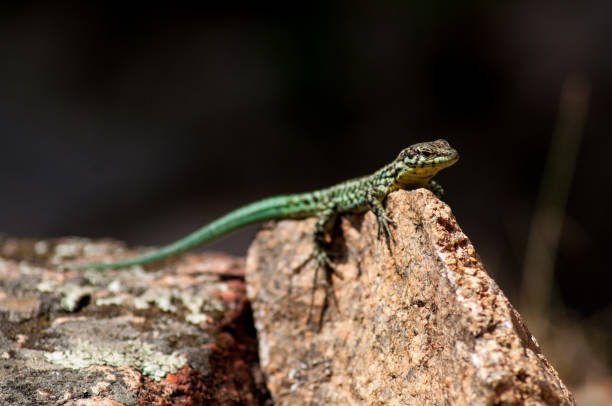 istock A lizard in the forest in the wild is basking in the sun on a stone. 1409757475