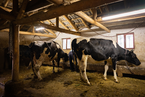 Cows fed in a village barn