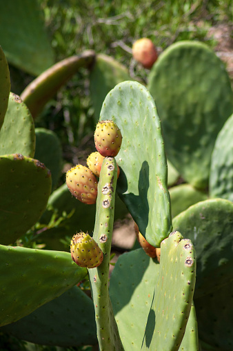 Close-up of a green cactus with sharp thorns and a ripening orange-red fruit.