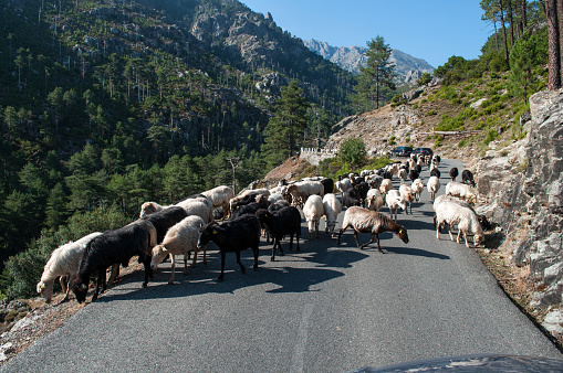 A herd of sheep and goats walks along a car road in the mountains on the island of Corsica in France.