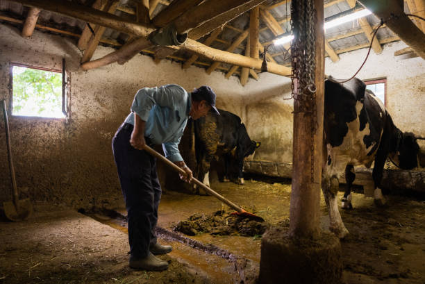 istock Senior dairy farmer cleans dung of barn cows 1409757680