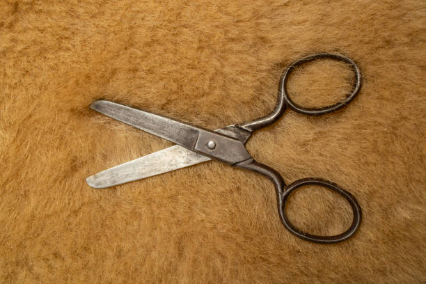 130+ Old Sheep Scissors Stock Photos, Pictures & Royalty-Free Images ...