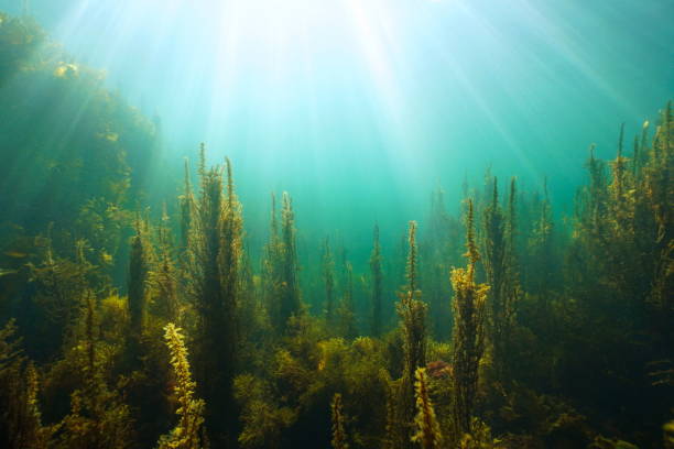 istock Algae and natural sunlight underwater seascape in the ocean 1409760061