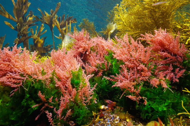 istock Algae seaweeds colors underwater in the ocean 1409760192