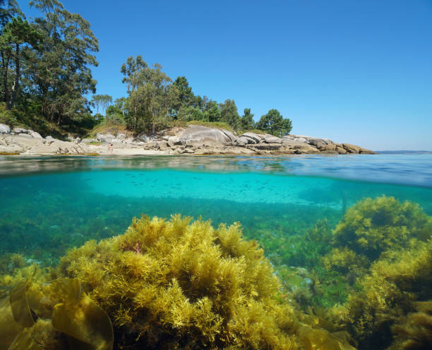 istock Atlantic coast algae in the ocean over under water 1409760336