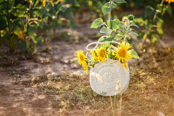 Wicker bag in a field of ripe sunflowers. stock photo