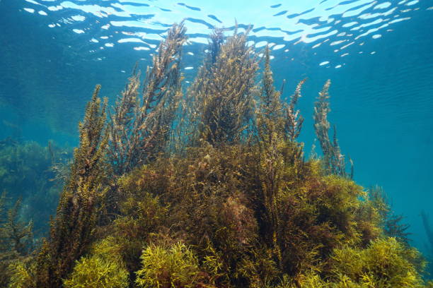 Brown algae below water surface in the ocean Sargassum seaweed