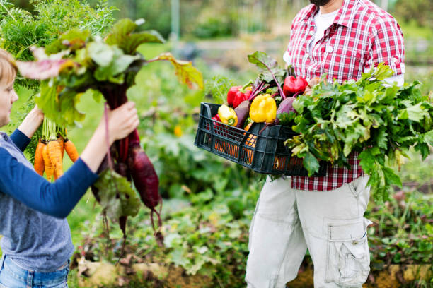 Unrecognisable female farmer holding crate full of freshly harvested vegetables in her garden. Homegrown bio produce concept.