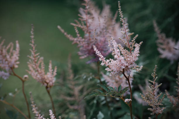 Astilba flowers in the garden