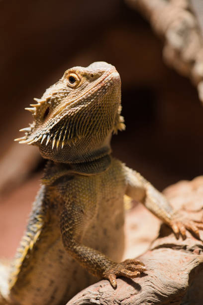 istock bearded dragon in its private terrarium 1409761742