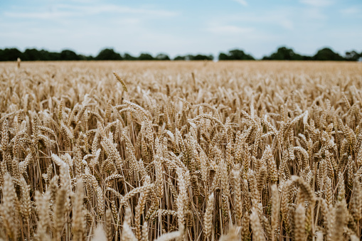 Wheat fields in countryside