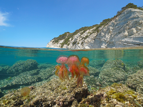 Colorful jellyfish in the sea and rocky coast, split view over and under water surface, Mediterranean, Costa Blanca, Javea, Alicante, Valencia, Spain