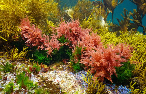 istock Colors of various marine algae underwater in the ocean Eastern Atlantic 1409762337
