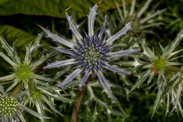 istock Miss Willmott's Ghost Bloom In The Middle Of Buds. 1409762359