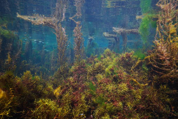 istock Dense growth of algae in shallow water in the ocean Atlantic Spain 1409762432