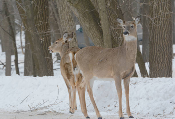 istock Whitetail Bucks Standing Back To Back In Winter 1409762502
