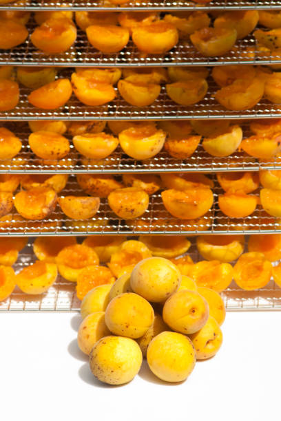 istock Apricots and apricot slices ready for drying in the drying chamber 1409762524