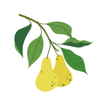 Branch of pear tree. Flat vector contour illustration.