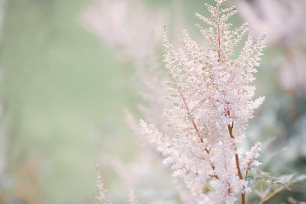 flower and leaf of herb on white background