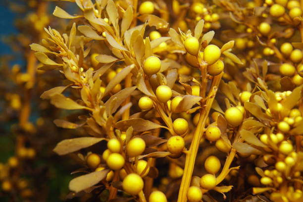 japanische drahtalgen algen sargassum muticum nahaufnahme - invasive specie stock-fotos und bilder