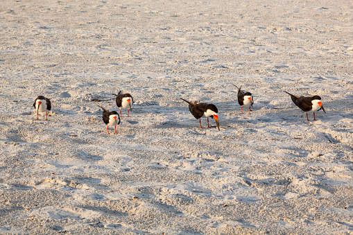 Black Skimmers (rynchops niger) standing on a white sandy beach.