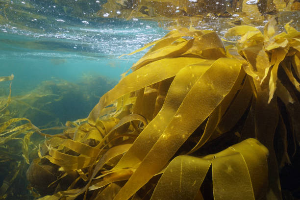 istock Laminaria kelp brown algae seaweeds underwater in the ocean Spain 1409762987