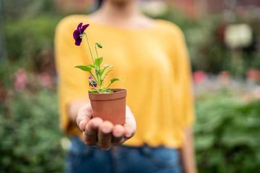 Woman hands holding a potted plant at a garden center