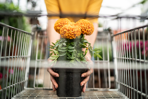 Woman putting a flower in the shopping cart at a garden center