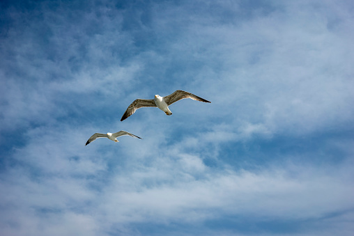 Two Seagulls Are Flying In Cloudy Blue Sky