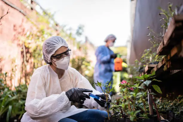 Agronomist applying fertilizer on plants