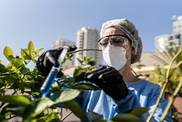 istock Agronomist applying fertilizer on plants 1409764374
