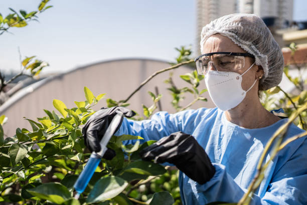 istock Agronomist applying fertilizer on plants 1409764385