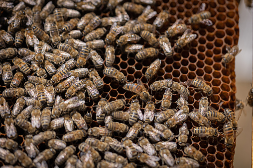Bees gather in honeycomb.