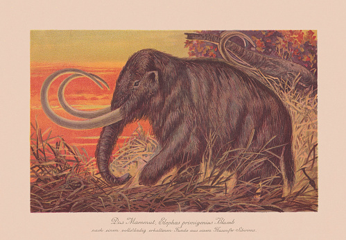 Woolly mammoth (Mammuthus primigenius, or Elephans primigenius Blumb). Chromolithograph after a drawing by F. John, published in 1900.