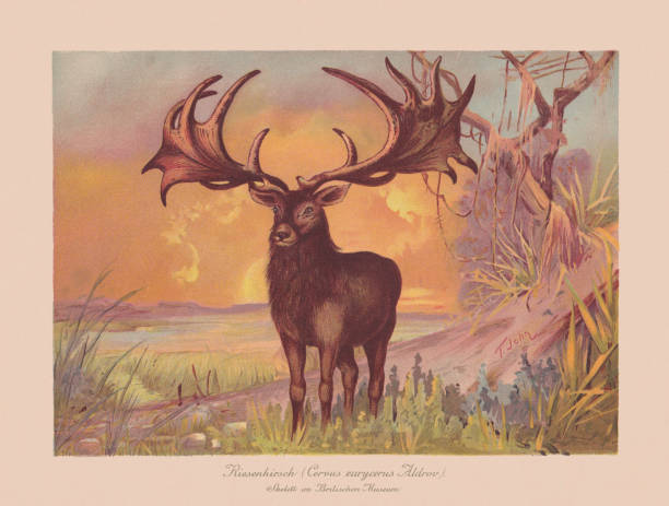 łoś irlandzki (megaloceros giganteus), chromolitograf, opublikowany w 1900 roku - sepia toned illustrations stock illustrations