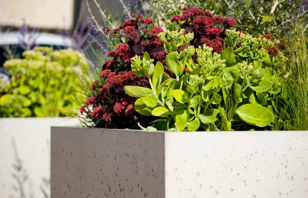 istock Green plants in concrete flower pot close up. 1409767417