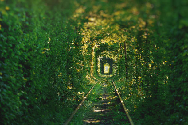 Natural tunnel of love formed by trees in Ukraine, Klevan. stock photo